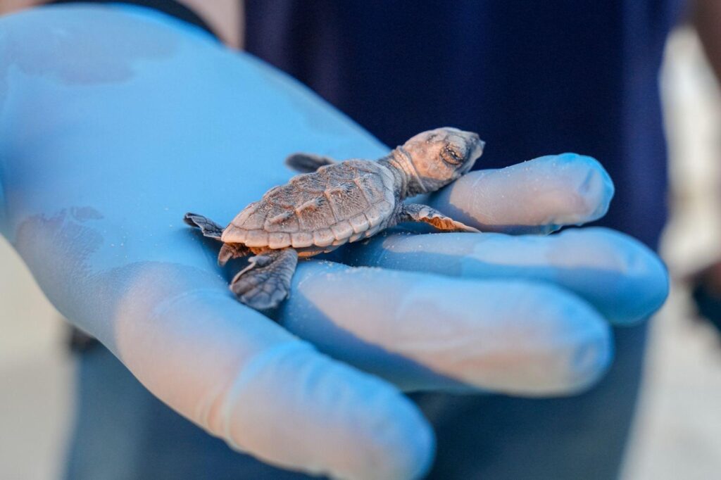 Close-up of a Hawksbill sea turtle hatchling resting on a gloved hand during a conservation activity involving Barzan University College students.