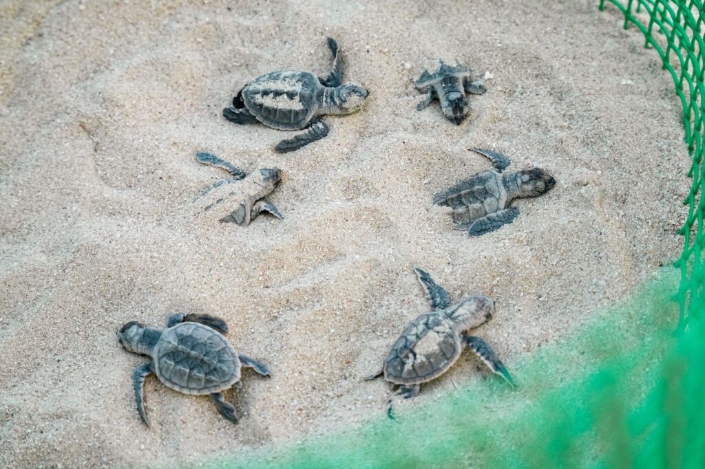 Newly hatched Hawksbill sea turtles inside a protected nesting area at Fuwairit Beach, Qatar.